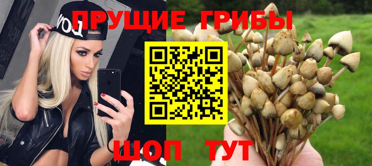 Галлюциногенные грибы Cubensis Звенигород